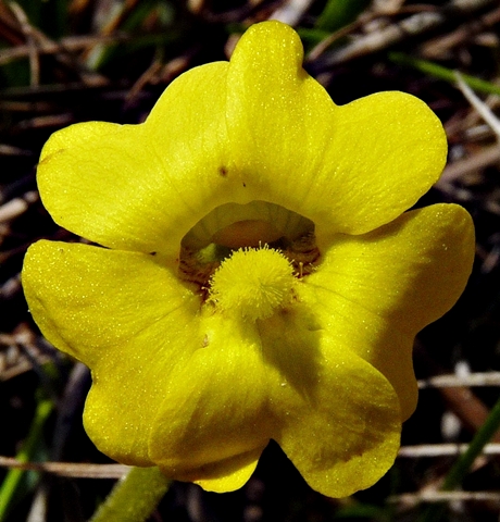 {Pinguicula lutea}